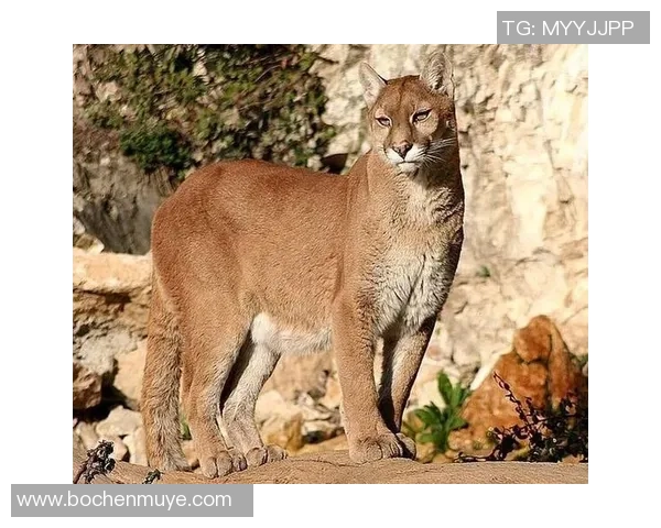阿特拉斯与美洲狮的巅峰对决谁将赢得这场精彩较量